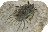 Large, Spiny Quadrops Trilobite - Top Quality Preparation #310128-5